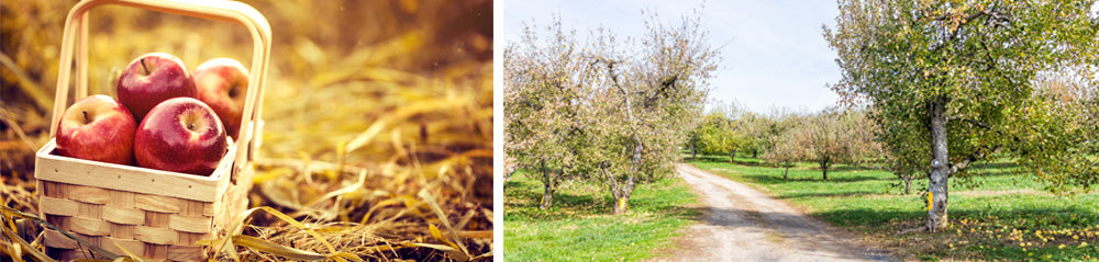 Viriginia apple orchard and Virginia Apples in a basket