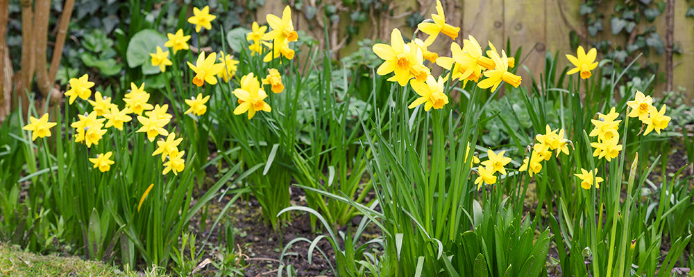 brent-and-becky-answer-your-questions-daffodils