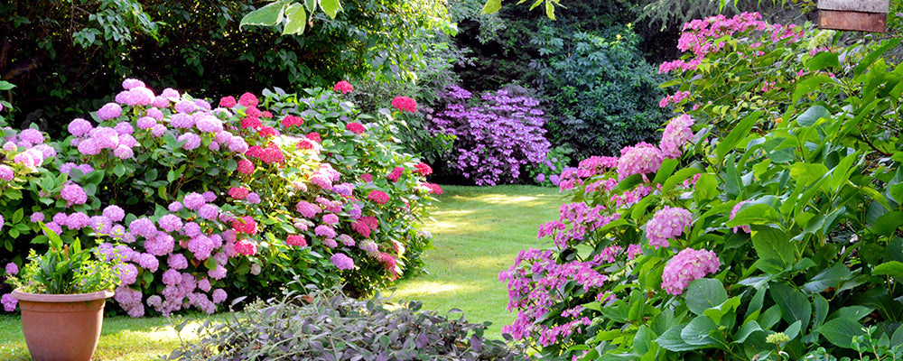 brent-and-becky-color-echo-pink-garden