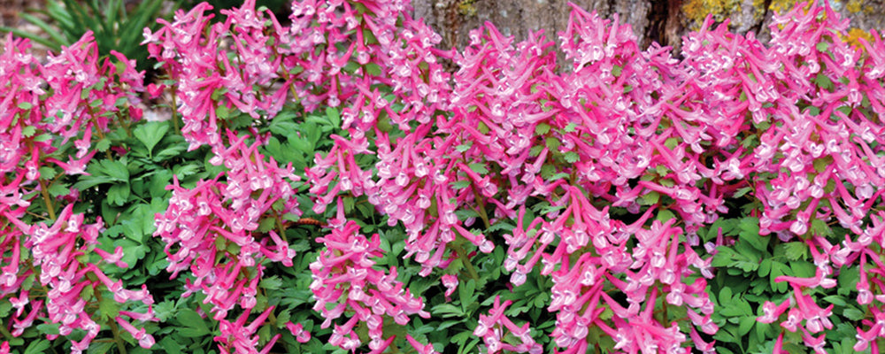 brent-and-becky-cut-flower-arrangement-ideas-corydalis