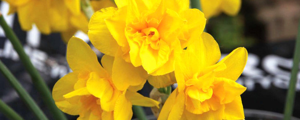 brent-and-becky-fall-catalogue-daffodil-golden-delicious