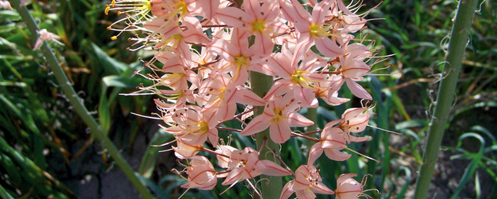 brent-and-becky-fall-catalogue-eremurus-bubble-gum