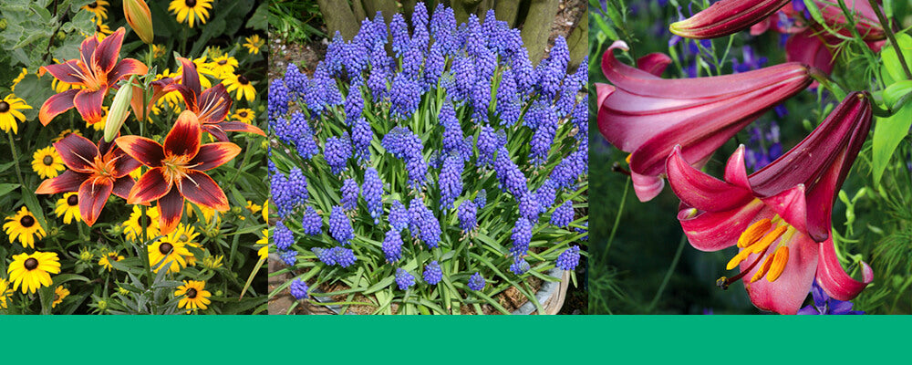 brent-and-becky-favorites-more-bulbs-per-stem-muscari-lilies