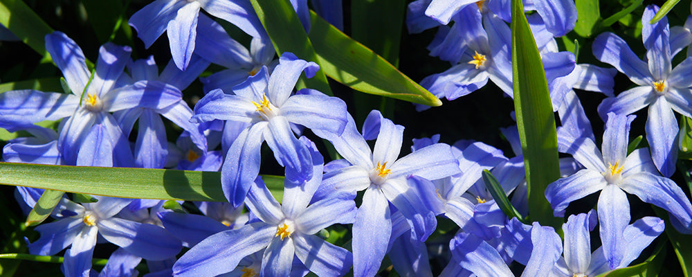 brent-and-becky-naturalizing-Chionodoxa