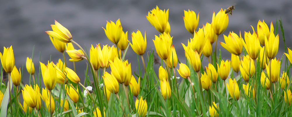 brent-and-becky-naturalizing-tulipa-sylvestris