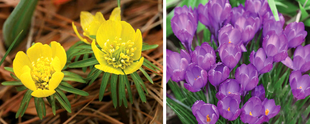 staggered-blooming-crocuses-buttercups