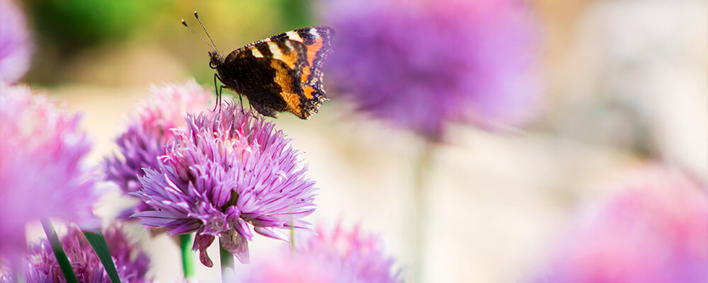 brent-becky-impact-of-bulbs-butterfly-on-allium-flower