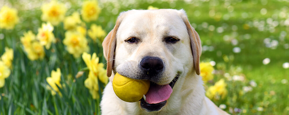 brent-becky-impact-of-bulbs-dog-with-ball-and-daffodils