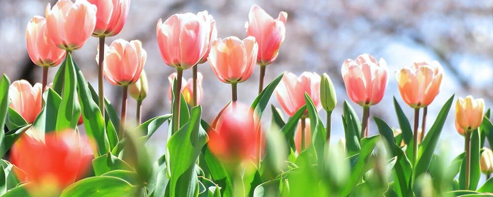 brent-becky-pruning-bulb-leaves-pink-tulips-with-foliage