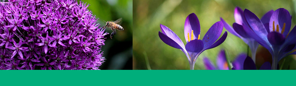 bulb collection for pollinators brent and beckys