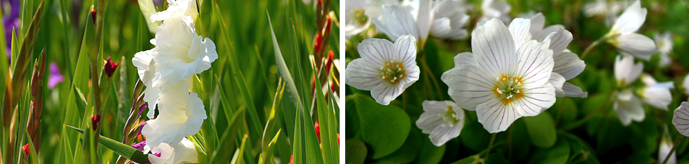 bulb-companion-plants-gladiola-oxalis-gloucester-virginia-double