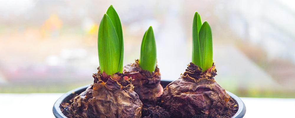 How to Plant Bulbs in Containers – Brent & Becky's