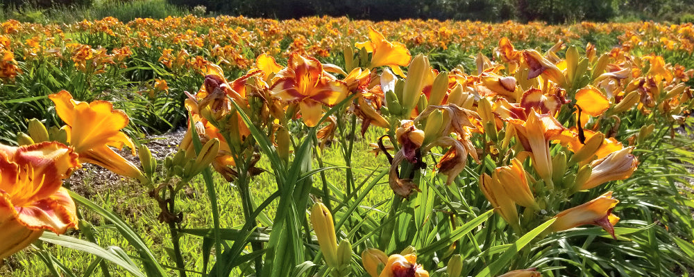 bulbs-make-you-happy-VT-spirit-field