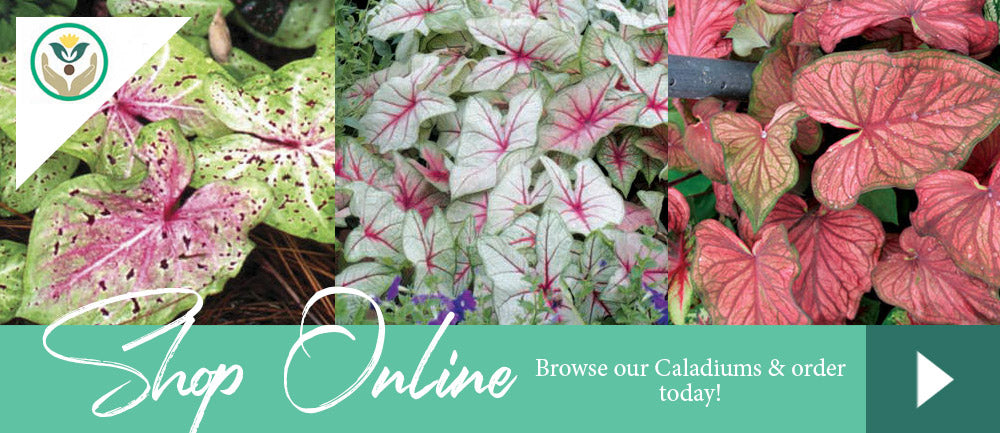 Caladium Online Bulb Store - Brent and Becky's