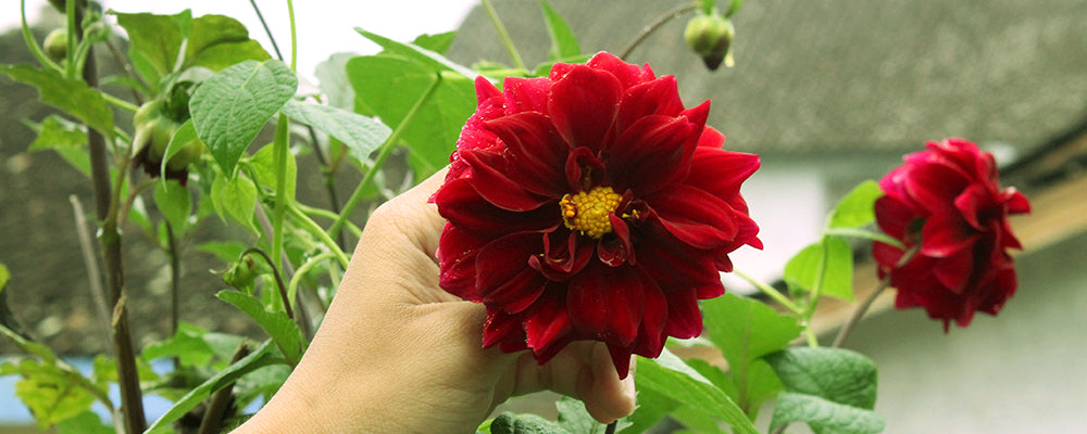 cut-bouquets-brent-and-becky-red-dahlia