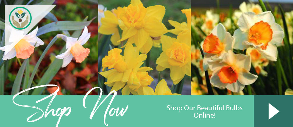 Daffodil Online Bulb Store Virginia