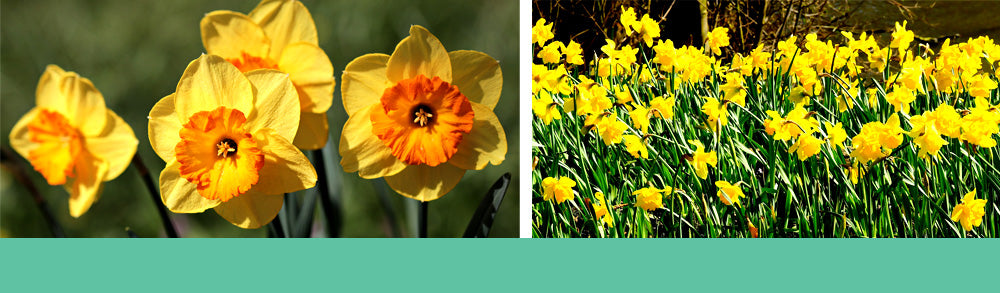 Daffodils - Spring Narcissus at Brent & Becky's Bulbs Virginia