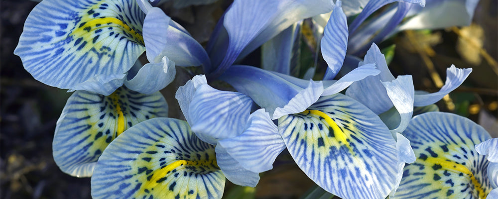 early-spring-bulbs-dwarf-iris