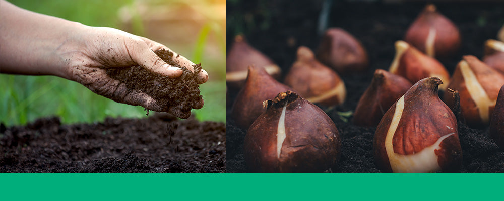 fall garden care guide planting bulbs soil