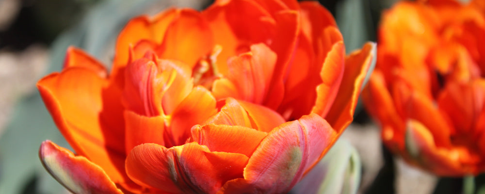 favorite-fragrant-bulbs-orange-princess