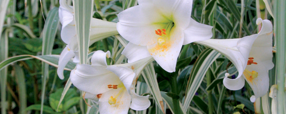 favorite-fragrant-bulbs-white-heaven