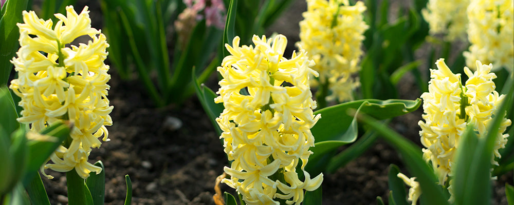 favorite-fragrant-bulbs-yellow-queen