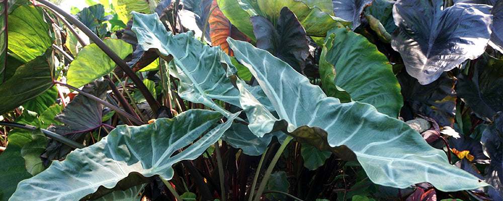 foliage-plants-brent-and-becky-alocasia
