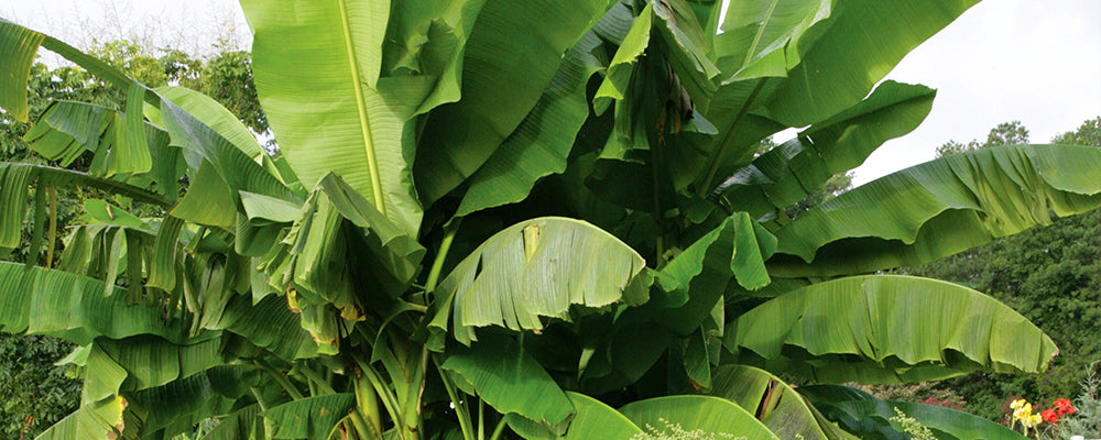 foliage-plants-brent-and-becky-musa-basjoo