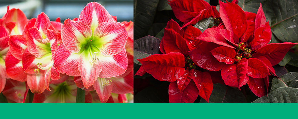gifting-plants-for-the-holidays-amaryllis-poinsettia-header