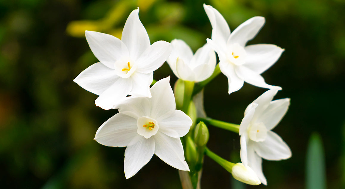 gifting-plants-for-the-holidays-paperwhites