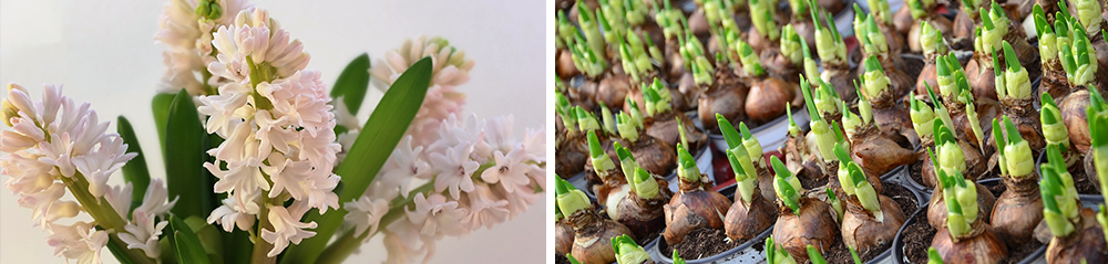 blooming blooming hyacinth (left), hyacinth bulbs (right)