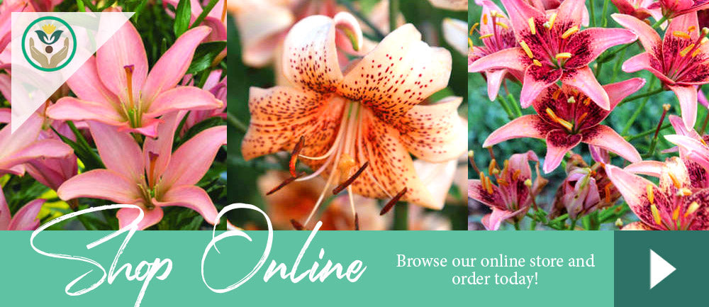 Lily Store - Brent and Becky's Bulbs - Buy Online Gardening Supplies and Bulbs