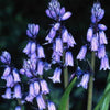 Bluebells - Brent & Becky's