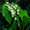 Lily of the valley - Brent & Becky's Bulbs