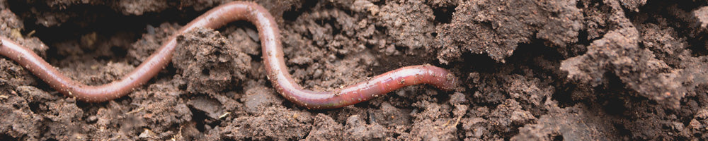 Earthworm in soil