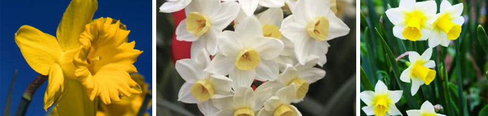 Daffodil Varieties