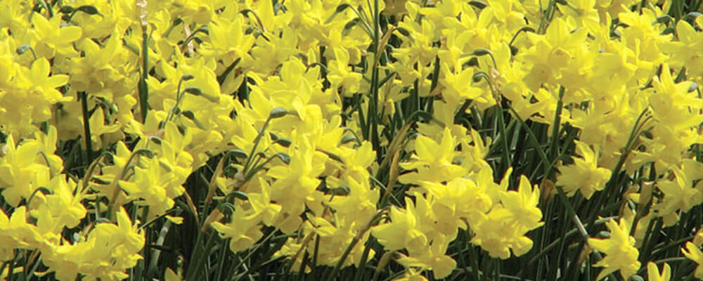 more-bulbs-per-stem-bright-yellow-daffodils