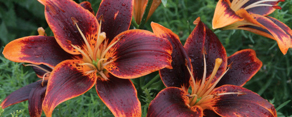 more-bulbs-per-stem-forever-susan-lilies