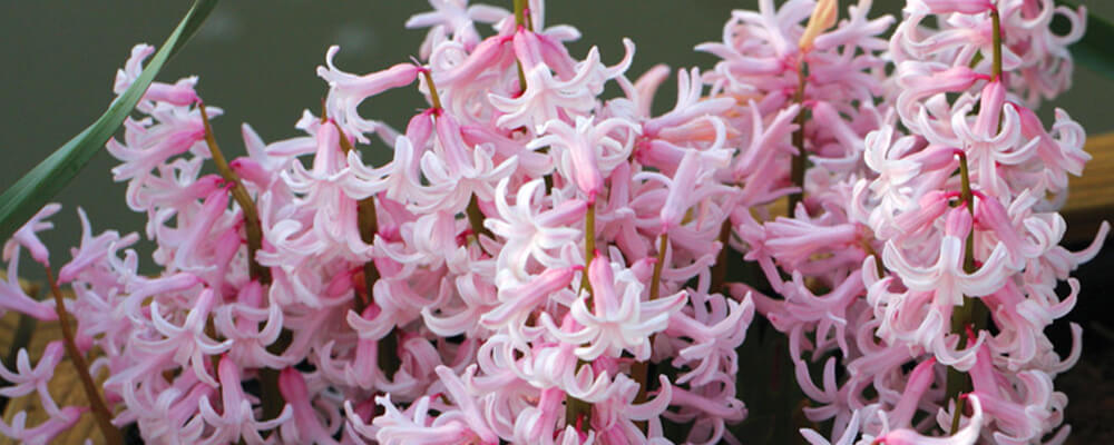 more-bulbs-per-stem-pink-festival-hyacinths