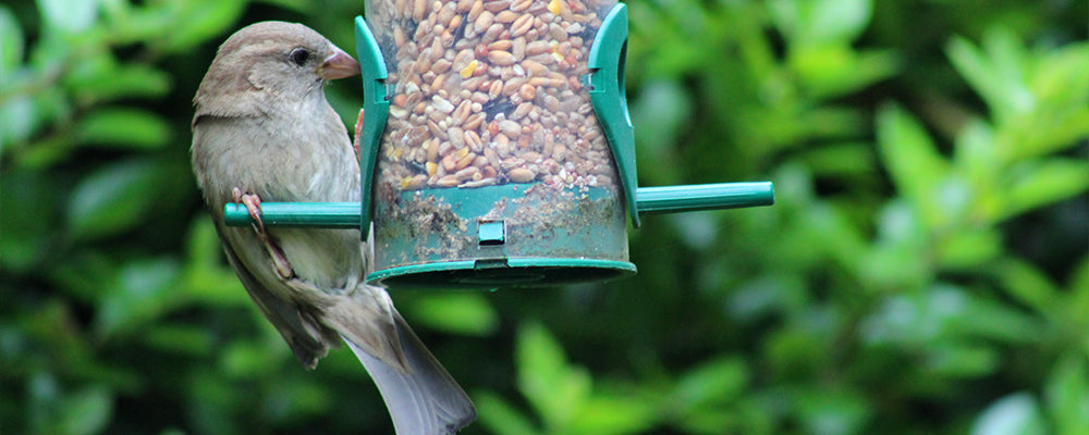 new-years-resolutions-for-gardeners-feathered-friend-bird-feeder