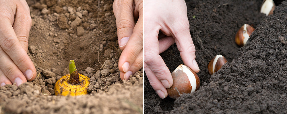 planting bulbs deep spring flower varieties