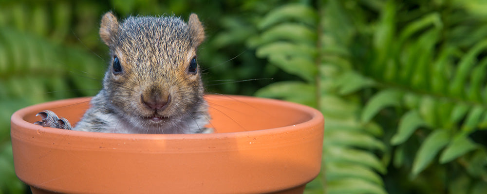 protect bulbs from squirrels pot