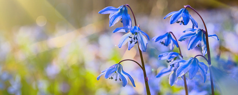 protect bulbs from squirrels scilla repellent