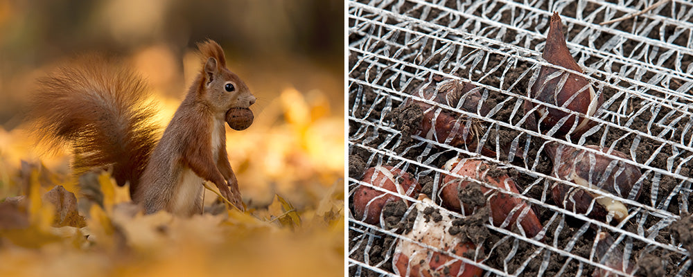 protect bulbs from squirrels wire net