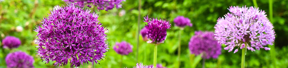 purple allium pollinator bulb collection