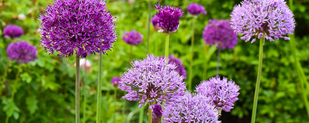 rabbit-resistant-brent-and-beckys-alliums