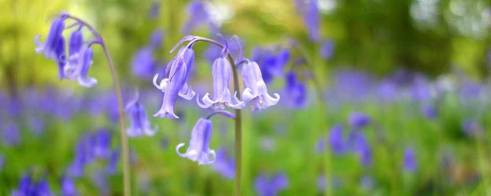 rabbit-resistant-brent-and-beckys-bluebells
