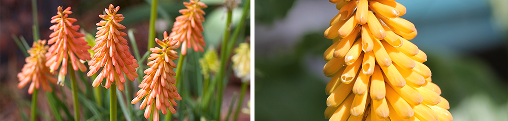 Kniphofia Varieties - Alcazar (left) and Echo Mango (right)