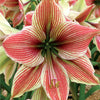Exotic Star Hippeastrum at Brent and Becky's Online Store Gloucester Virginia