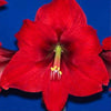 Red Lion Hippeastrum Brent and Becky's Online Store